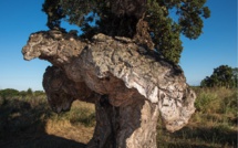 Arburacellu de Ghisonaccia : Le plus bel arbre de l'année est Corse