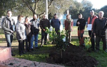 Porto-Vecchio  : Chantier d’insertion arboricole « Agrumes aux mille Fleurs »