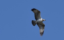 Le tourisme menace les balbuzards pêcheurs de la réserve de Scandola