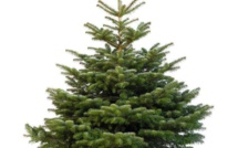 Recyclage des sapins de Noël  à la comcom Calvi-Balagne