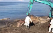 L'impressionnante évacuation de la baleine échouée à Saint-Florent