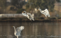 L'étang de Chjurlinu, paradis des oiseaux