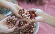 A Lucciana des conférences sur le thèmes du foncier et l'échange de graines