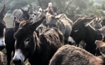 U sumere corsu, uffizializazione di a razza nustrale 