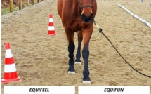 Concours d'équifeel et d'équifun le 24 février au Haras de Tesa