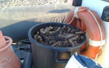 Braconnage en Corse-du-Sud : 200kg de concombres de mer pêchés illégalement