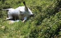 Maltraitance animale : Des cas supposés en Corse