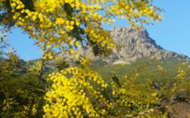La photo du jour : Mimosa en fleur au pied de l’Arpone
