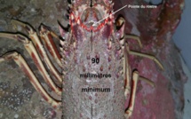 La Gendarmerie de Corse rappelle la règlementation sur la pêche à la langouste
