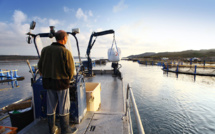Acquacultura : l’Università di Corsica-CNRS è l'acquacultori corsi facenu a scumessa di a qualità