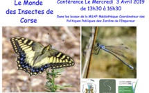 Le Monde des Insectes de Corse en conférence ce mercredi à Ajaccio