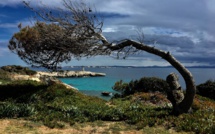 La photo du jour : L'arbre couché (par les vents) de Sperone