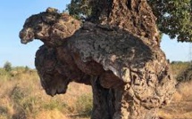 Le 16 avril l'Arburacellu de Ghisonaccia reçoit son label