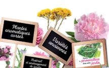 La 8ème édition du Marché aux fleurs de Ghisonaccia revient