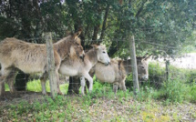 La météo du mardi 30 avril en Corse