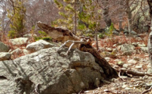 La photo du jour : Sur le chemin des bergeries de Pozzi