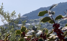 La météo du Jeudi 2 Mai en Corse