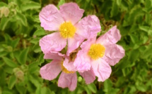 La météo du vendredi 3 Mai en Corse