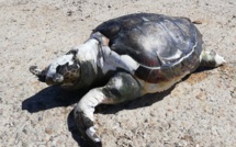 Ajaccio : une tortue retrouvée morte au large des Sanguinaires