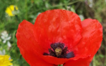 La météo du mardi 7 Mai en Corse