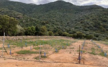 Vol de jeunes oliviers à Lama !