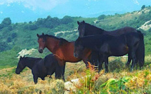 La photo du jour : Les chevaux de Tenda
