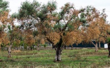 Xylella, la bactérie tueuse d'oliviers, menace l'Europe 