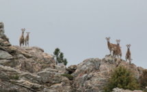  La photo du jour : les mouflons de l'Ospedale