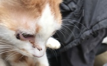 Des dizaines d'animaux retrouvés dans un appartement de la rue Droite à Bastia