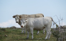 La météo de ce lundi 27 mai en Corse