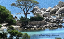 La photo du jour : u pinu cintu de Tamaricciu