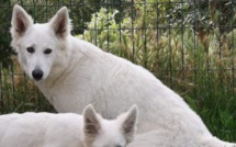 De nouveaux cas de maltraitance animale à Travu