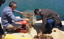 Huitres et oursins : Le projet de Stella Mare au service de la bioéconomie marine