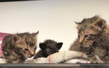 Furiani : Trois chatons dans un sachet plastique jeté dans une poubelle