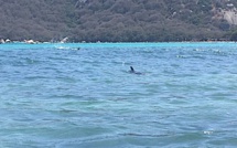 Le dauphin secouru ce samedi par la SNSM a été retrouvé mort sur la plage de Santa Giulia 