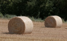 100 ballots de foin ravagés par un incendie à Furiani