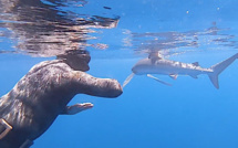 Bastia : Ils nagent avec un requin bleu