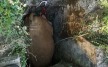 Ospedale : Les pompiers et les services municipaux de Porto-Vecchio au secours d’une vache
