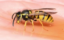 Piqûres de guêpes : Deux personnes évacuées sur l'hôpital de Bastia