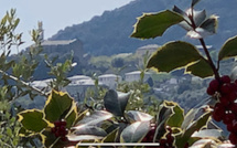 La photo du jour : U caracutu di San Martinu