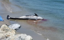 Pourquoi tant de dauphins meurent sur les côtes corses ?