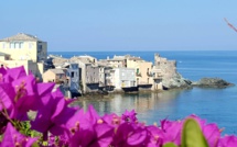 La photo du jour : Bougainvillier en fleur à Erbalonga