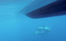 VIDEO - A la rencontre des dauphins de Risso au large du Cap Corse