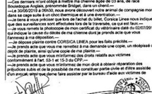  Un chien meurt entre Marseille et Ajaccio : plainte contre Corsica Linea