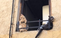 Les insolites de l'été : Les chats prennent la place des pigeons