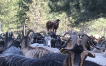 VIDÉO - Muntagnera, l'altu viaghju per i pastori