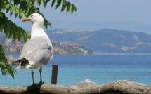 Bastia : Les pompiers au secours du perroquet !