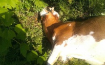 Olmeta-di-Capicorsu : Deux vaches tuées par balles 