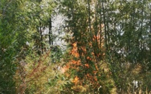 L'incendie  de la route de l'aéroport de Calvi  maîtrisé malgré une double mise à feu