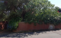 Calvi: les crapauds coassent et les voisins se prennent le bec !